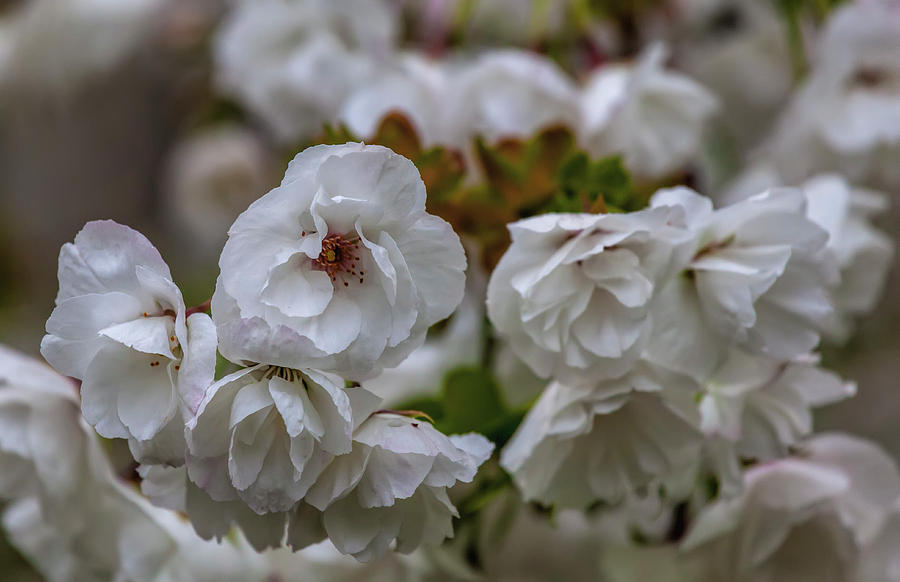 Cherry Blossoms #228 Photograph by Robert Ullmann