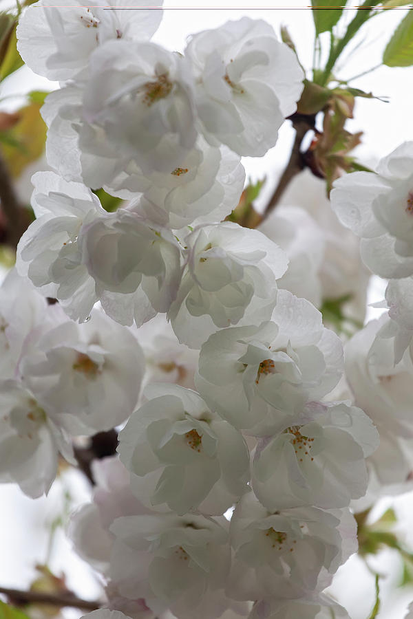 Cherry Blossoms #229 Photograph by Robert Ullmann