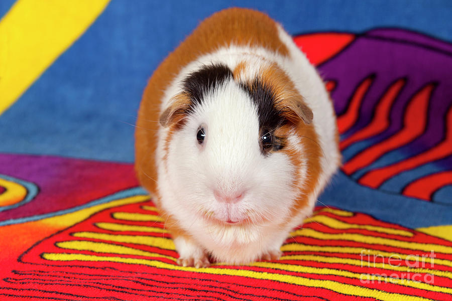 American Guinea Pigs - Cavia porcellus #23 Photograph by Anthony Totah