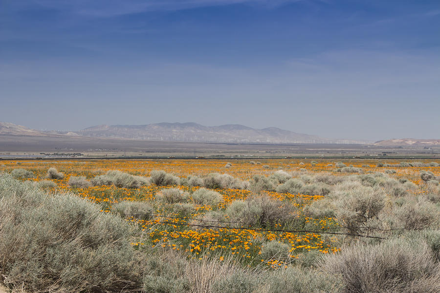 Antelope Valley Poppy Reserve by Beth Taylor Antelope Valley Poppy Reserve by Beth Taylor