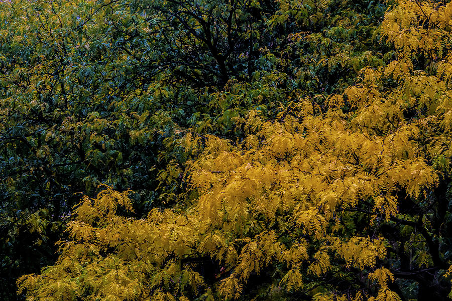 Autumn Leaves #23 Photograph by Robert Ullmann