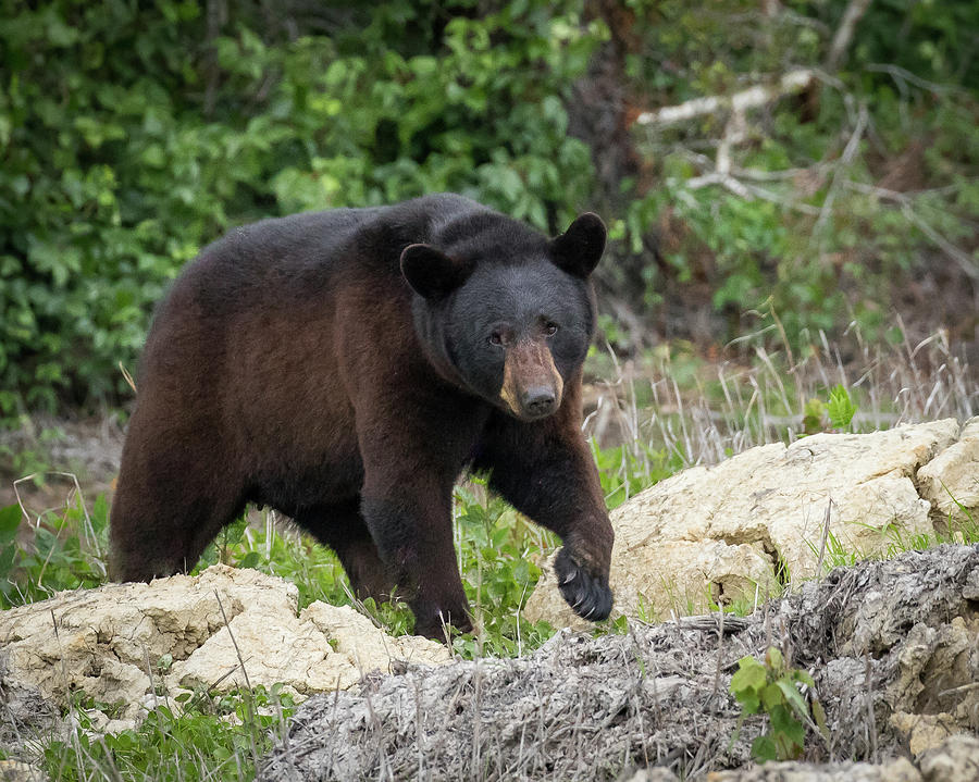 Black Bear #23 Photograph by Mary Jo Cox
