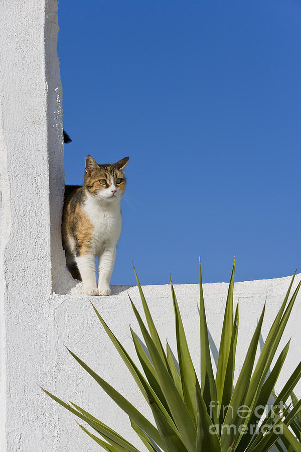 Cat Photograph - Cat On A Greek Island #23 by Jean-Louis Klein & Marie-Luce Hubert