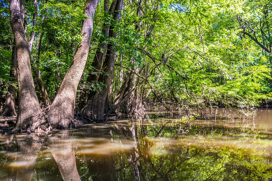 cypress forest and swamp of Congaree National Park in South Caro ...