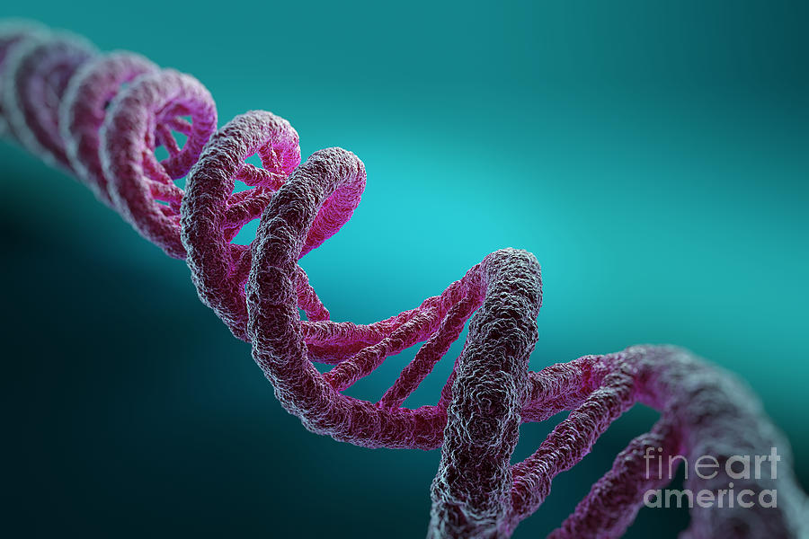 Dna Structure #23 Photograph by Science Picture Co