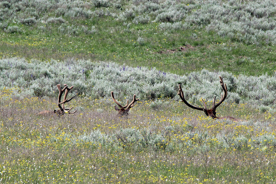 Elk Yellowstone USA #23 Photograph by Bob Savage
