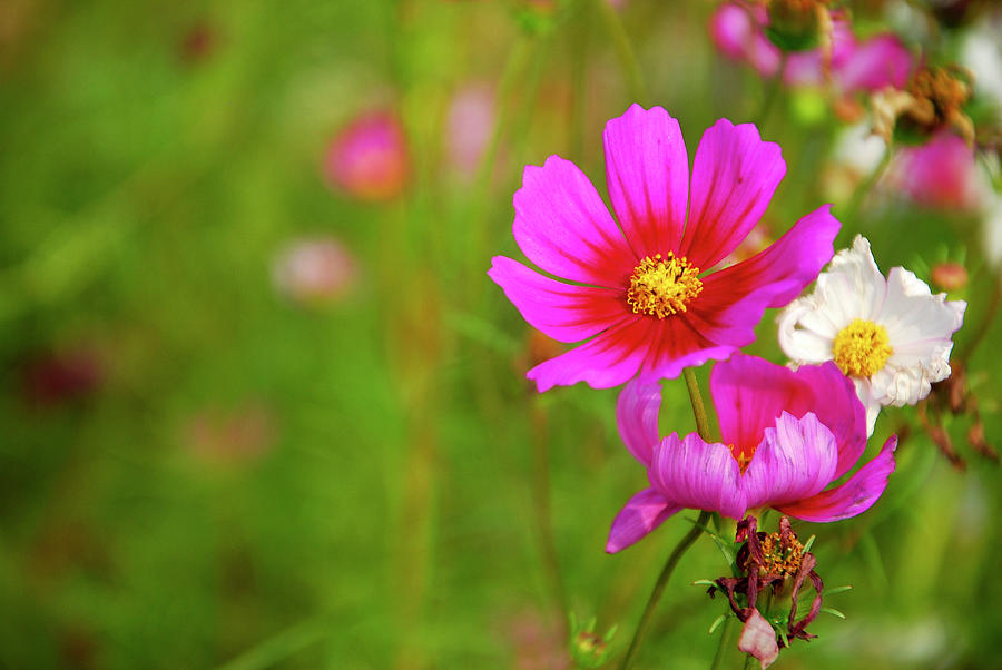 Galsang flowers in garden Photograph by Carl Ning - Fine Art America