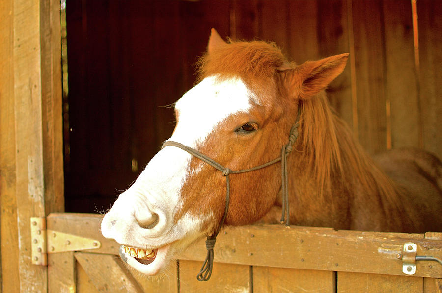 Horse Photograph - Horse  #23 by Frank Conrad