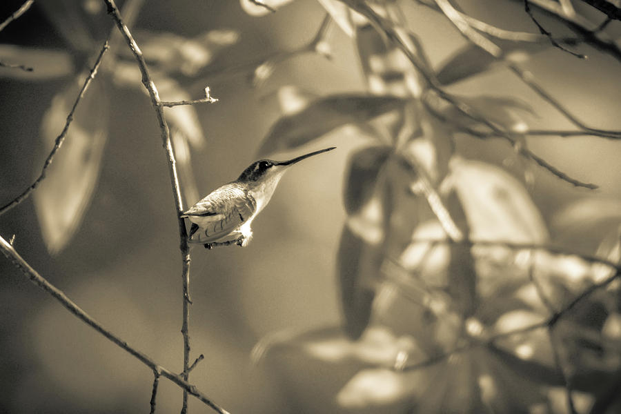 Hummingbird Found In Wild Nature On Sunny Day #23 Photograph by Alex Grichenko