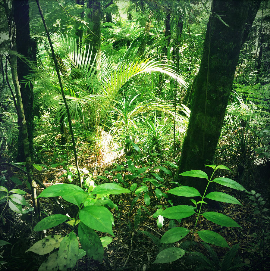 Jungle leaves Photograph by Les Cunliffe - Fine Art America