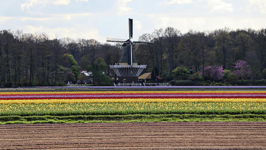 Keukenhof Lisse Tulips Holland Netherlands #23 Photograph by Paul James Bannerman