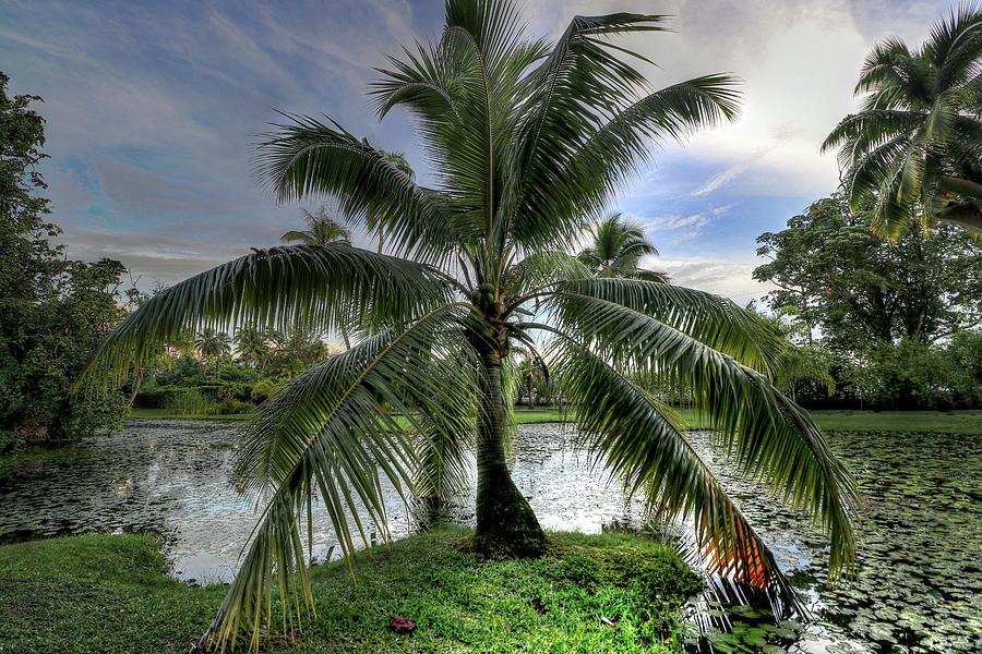 Papeete Tahiti #23 Photograph by Paul James Bannerman