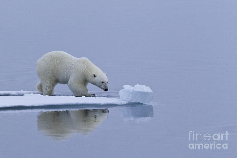 Polar Bear In Svalbard #23 Photograph by Jean-Louis Klein & Marie-Luce Hubert