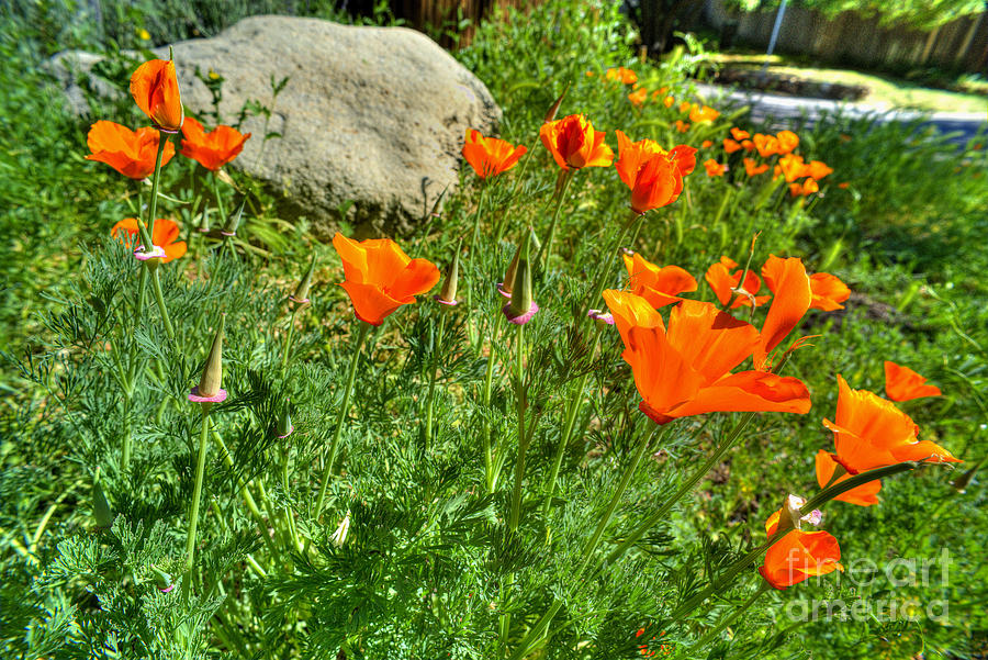 Poppies #23 Photograph by Marc Bittan