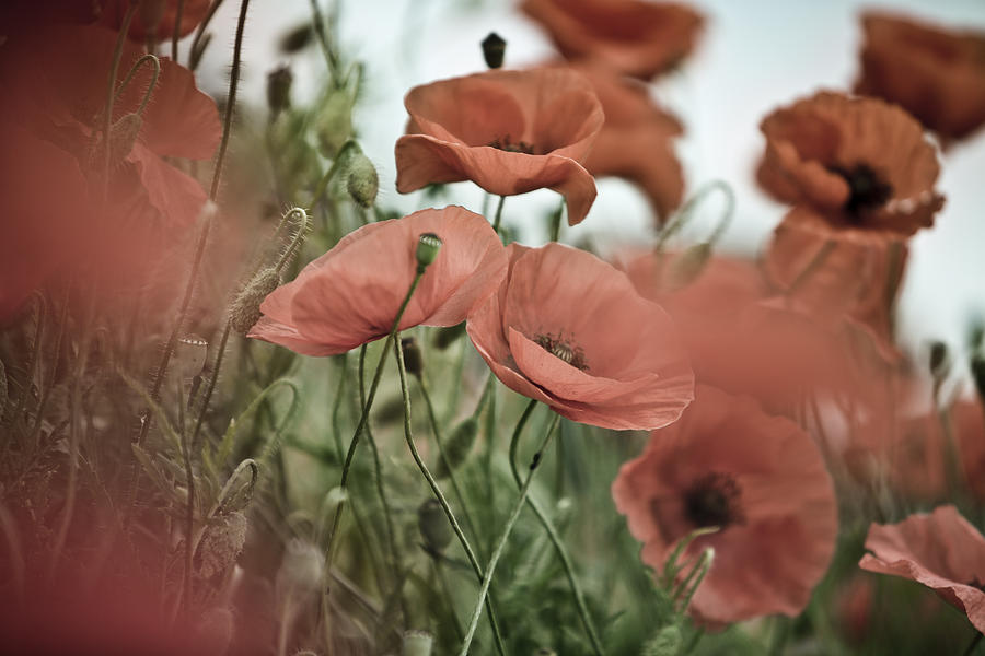 Poppy Photograph - Poppy Meadow by Nailia Schwarz