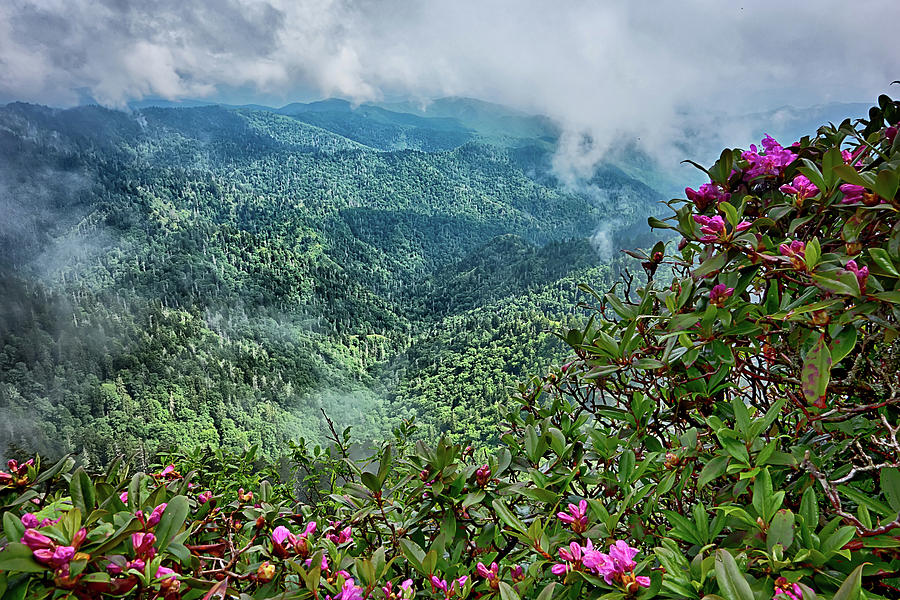 Scenes Along Appalachian Trail In Great Smoky Mountains #23 Photograph by Alex Grichenko