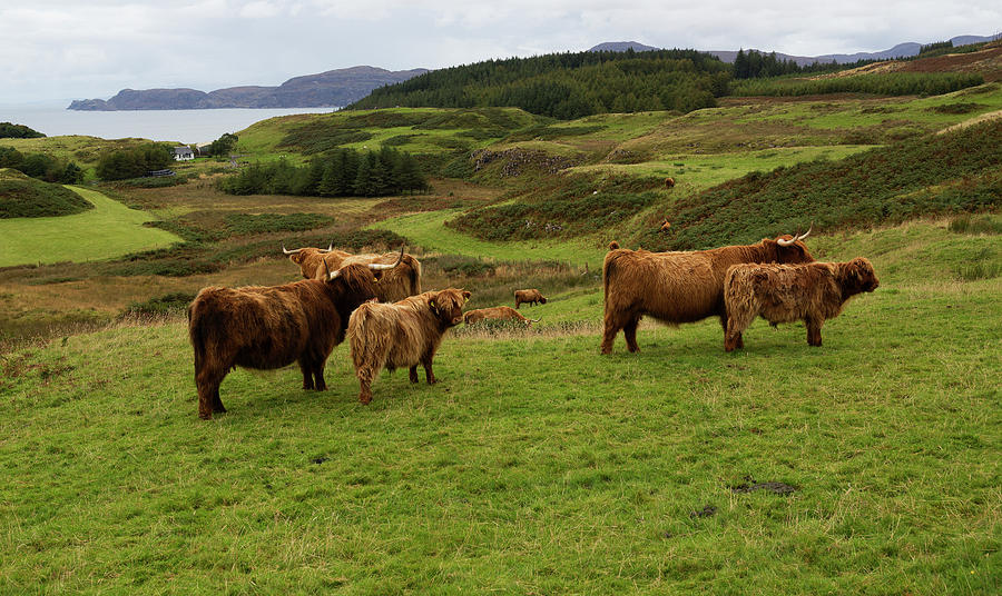 Scotland's Grazing Cows - The Highland Coos