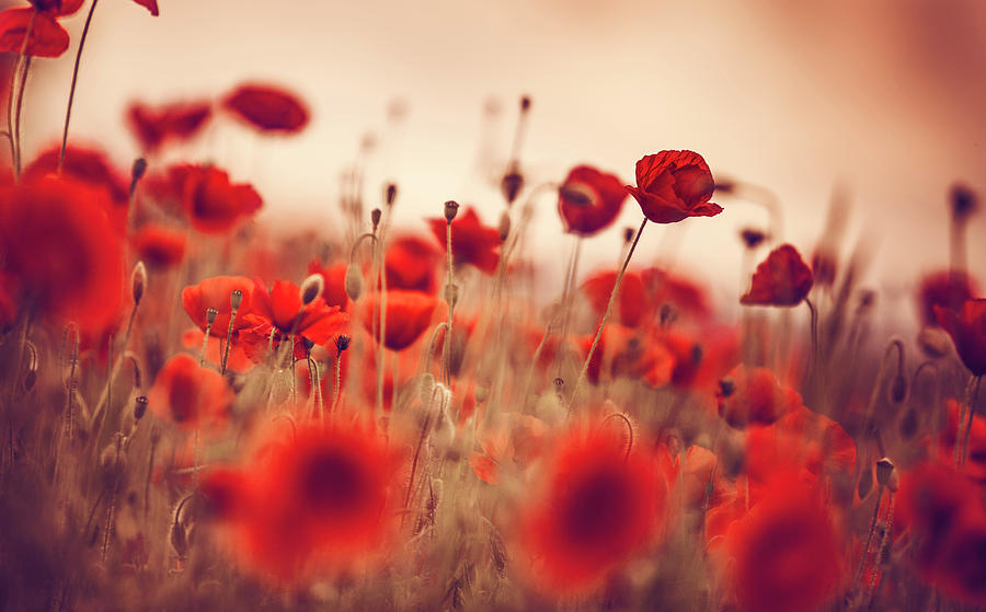Poppy Photograph - Summer Poppy Meadow #23 by Nailia Schwarz