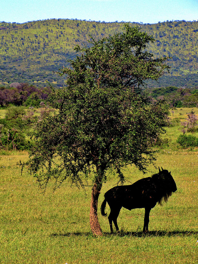 Tanzania #23 Photograph by Paul James Bannerman