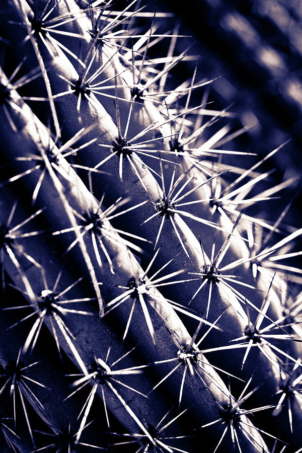 Textures of Arizona #4 Photograph by John Magyar Photography