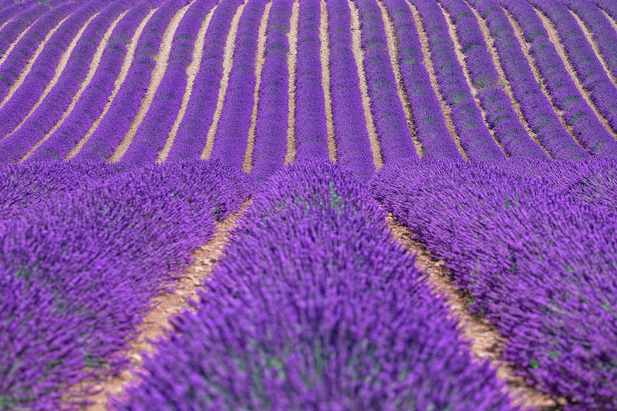 Valensole - Provence, France #23 Photograph by Joana Kruse