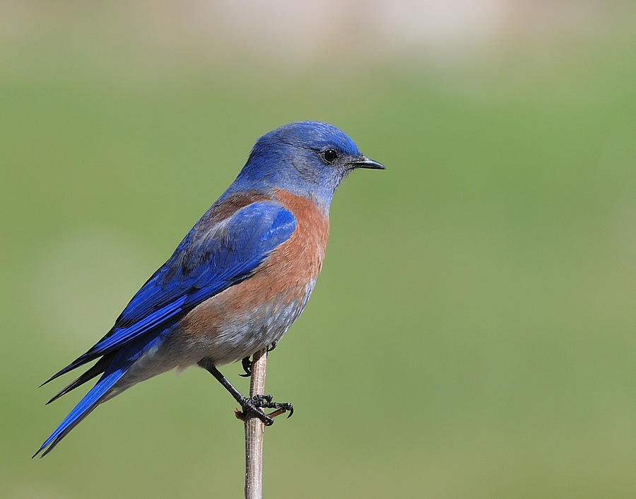 Western Bluebird Photograph by Hidetoshi Takahashi - Fine Art America