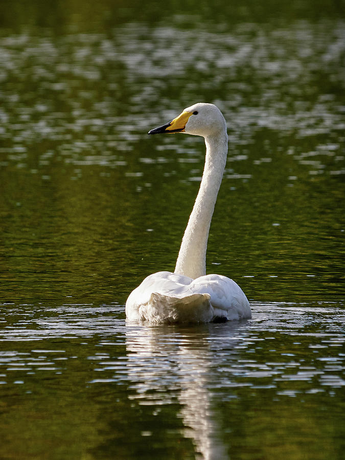 Whooper swan #23 Photograph by Jouko Lehto
