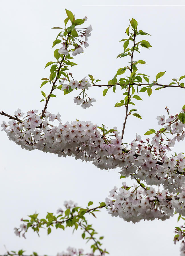Cherry Blossoms #230 Photograph by Robert Ullmann