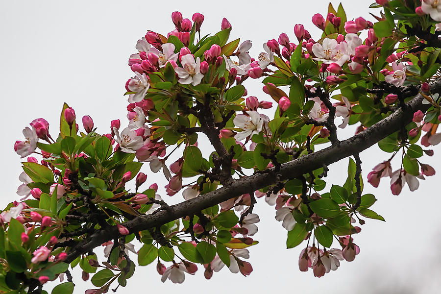 Cherry Blossoms #231 Photograph by Robert Ullmann