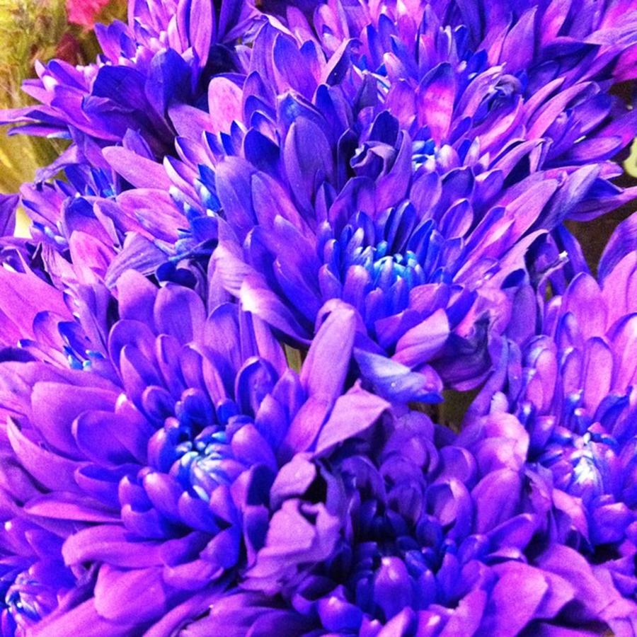 Flower Photograph - Shocking Purple Mums by Keely Prendergast