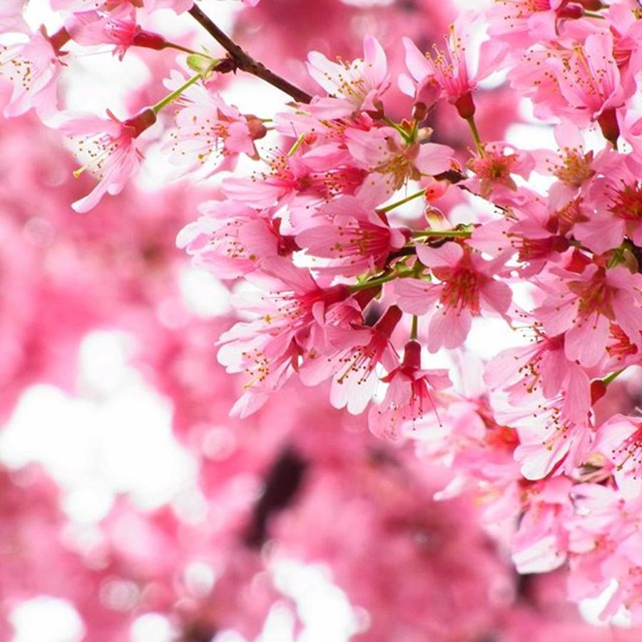 Spring Photograph - Instagram Photo #231459346059 by Toshiyuki Murakami