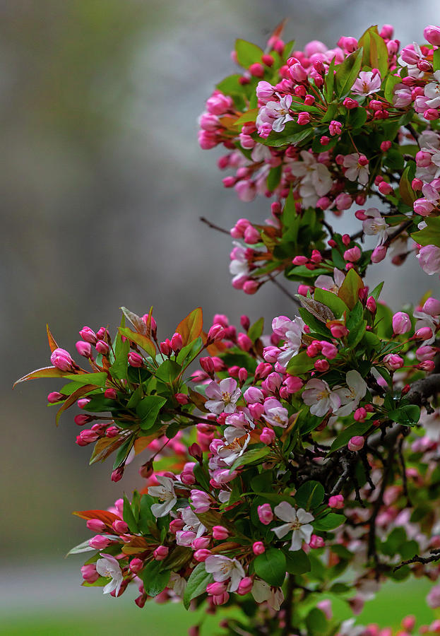 Cherry Blossoms #234 Photograph by Robert Ullmann