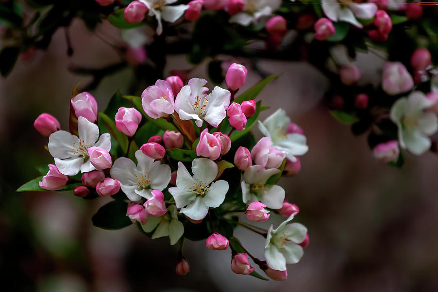 Cherry Blossoms #235 Photograph by Robert Ullmann