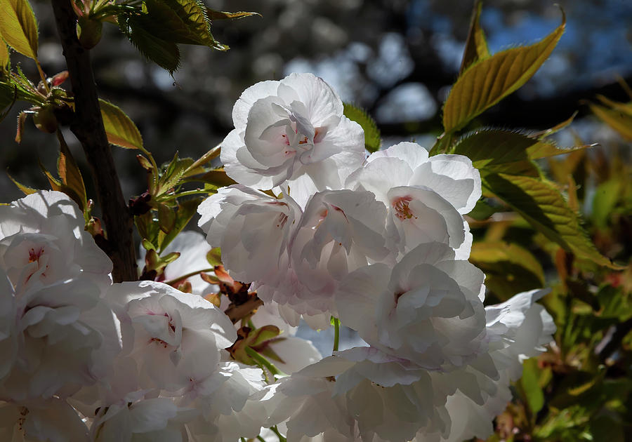 Cherry Blossoms #236 Photograph by Robert Ullmann