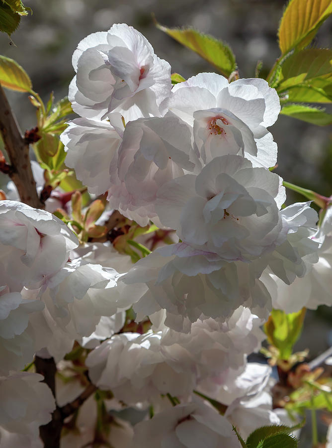 Cherry Blossoms #237 Photograph by Robert Ullmann