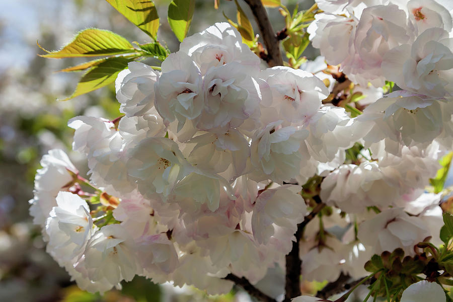 Cherry Blossoms #238 Photograph by Robert Ullmann
