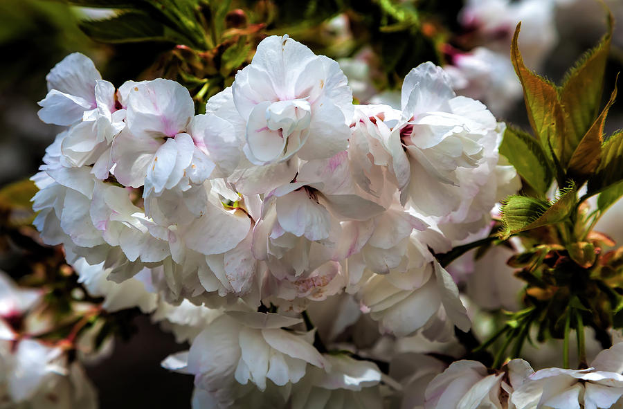 Cherry Blossoms #239 Photograph by Robert Ullmann