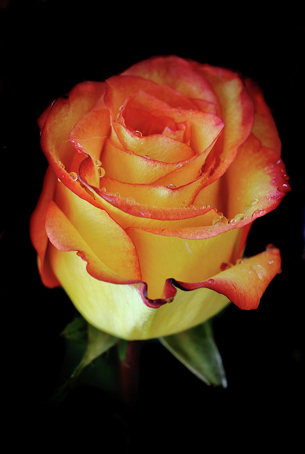 23rd Anniversary Rose Photograph by Elaine Malott