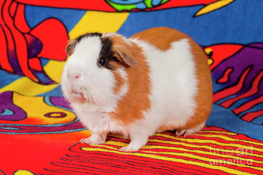 American Guinea Pigs - Cavia porcellus #24 Photograph by Anthony Totah