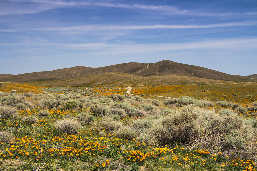 Antelope Valley Poppy Reserve #24 Photograph by Beth Taylor