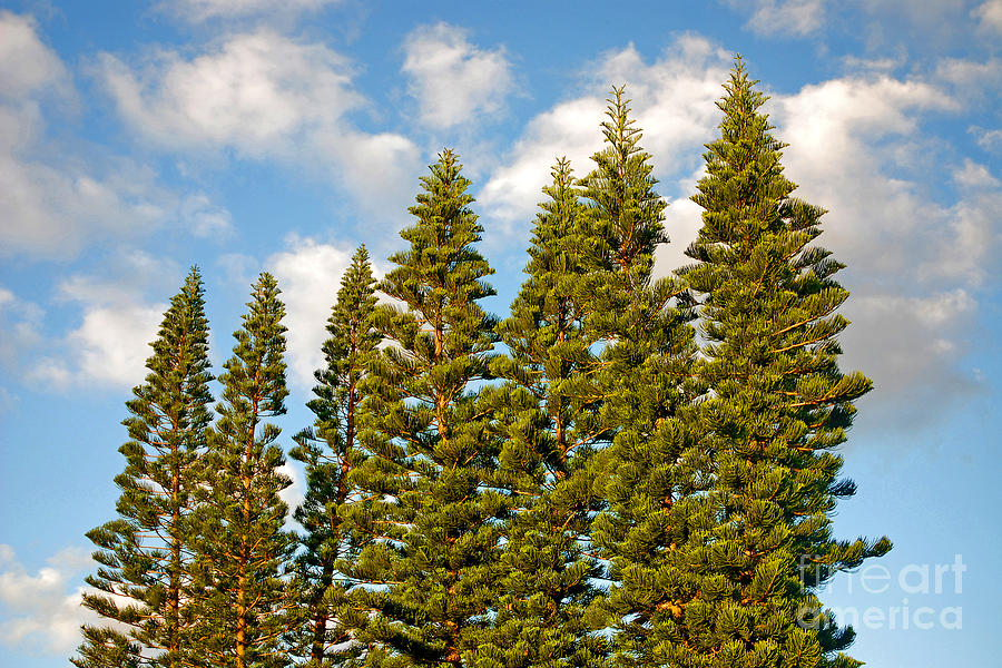 24- Australian Pines Photograph by Joseph Keane