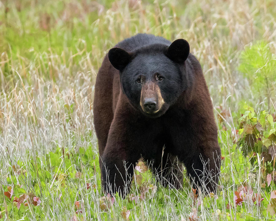 Black Bear #24 Photograph by Mary Jo Cox
