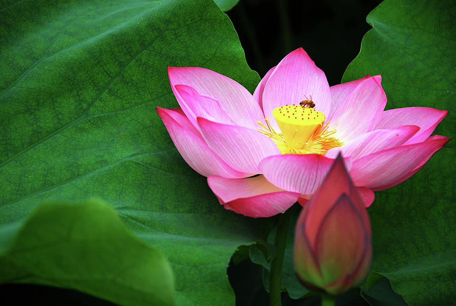 Blossoming lotus flower closeup #24 Photograph by Carl Ning