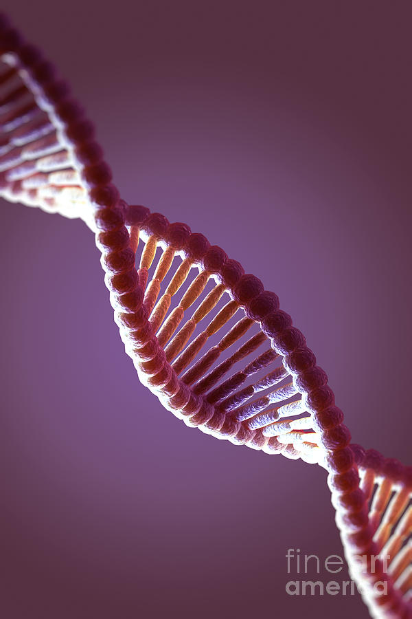 Dna Structure #24 Photograph by Science Picture Co