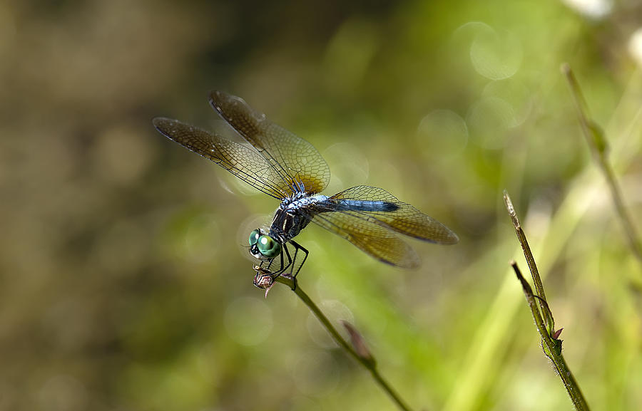 Dragonfly #24 Photograph by Gouzel -