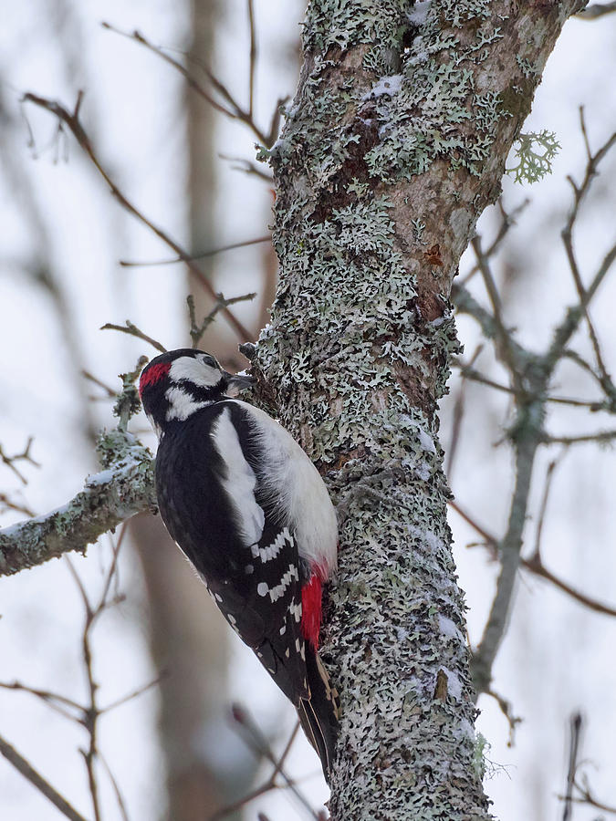 Great Spotted Woodpecker Photograph