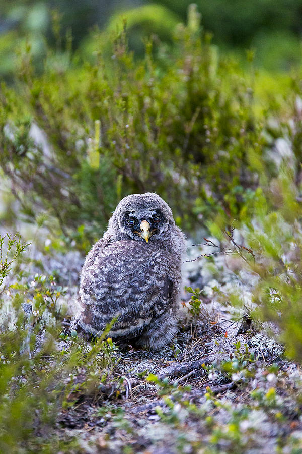 Owl Photograph - Grey Owl #24 by Borje Olsson