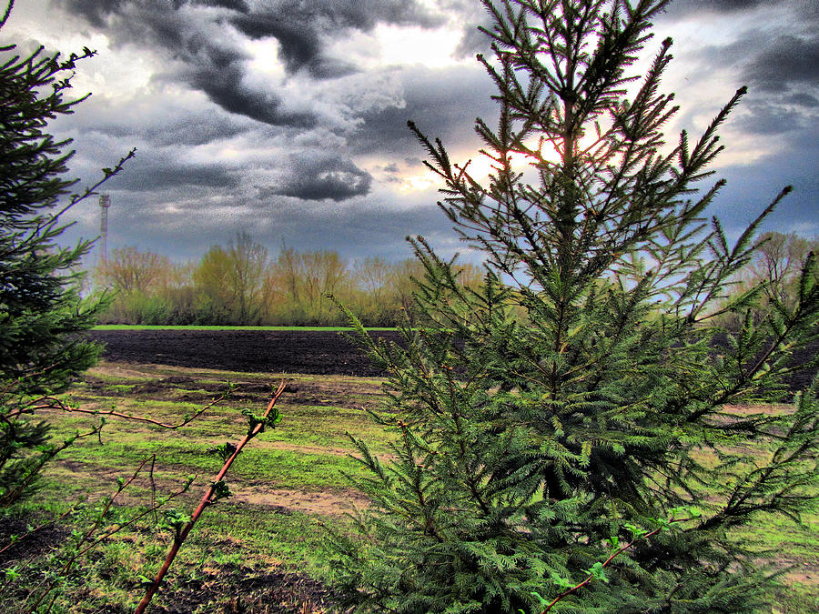 Tree Photograph - HDR #24 by Jackie Russo