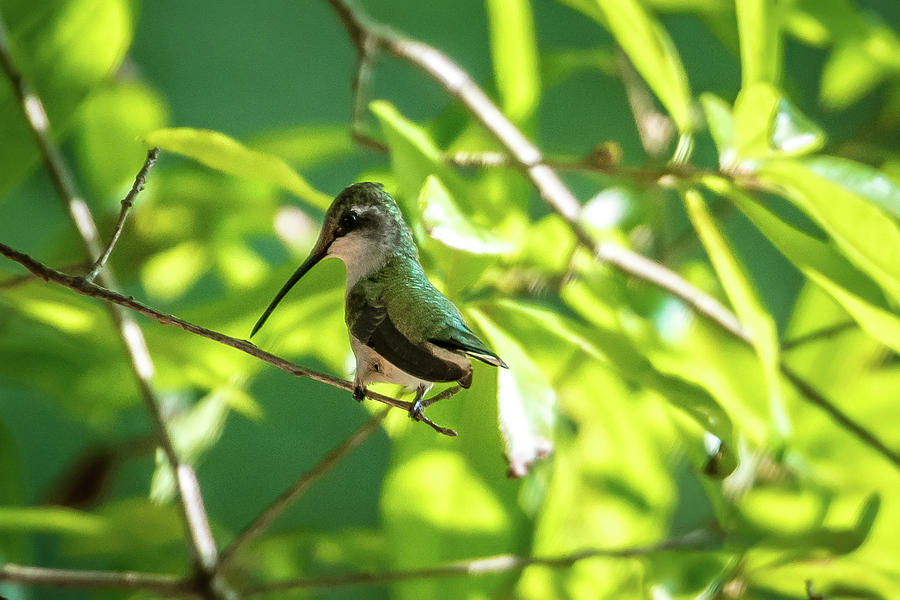 Hummingbird Found In Wild Nature On Sunny Day #24 Photograph by Alex Grichenko