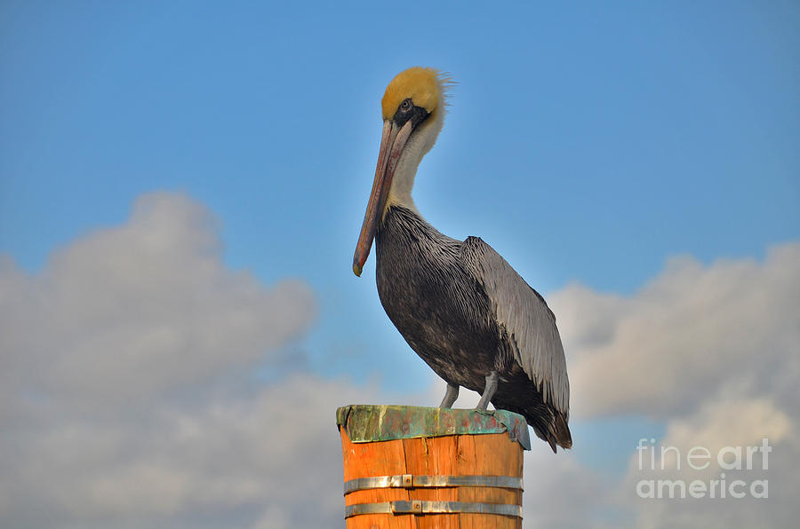 24- Pelican Photograph by Joseph Keane